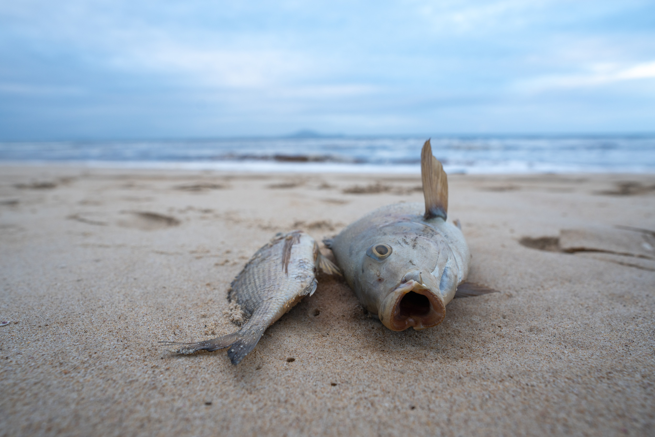 dead fish beach